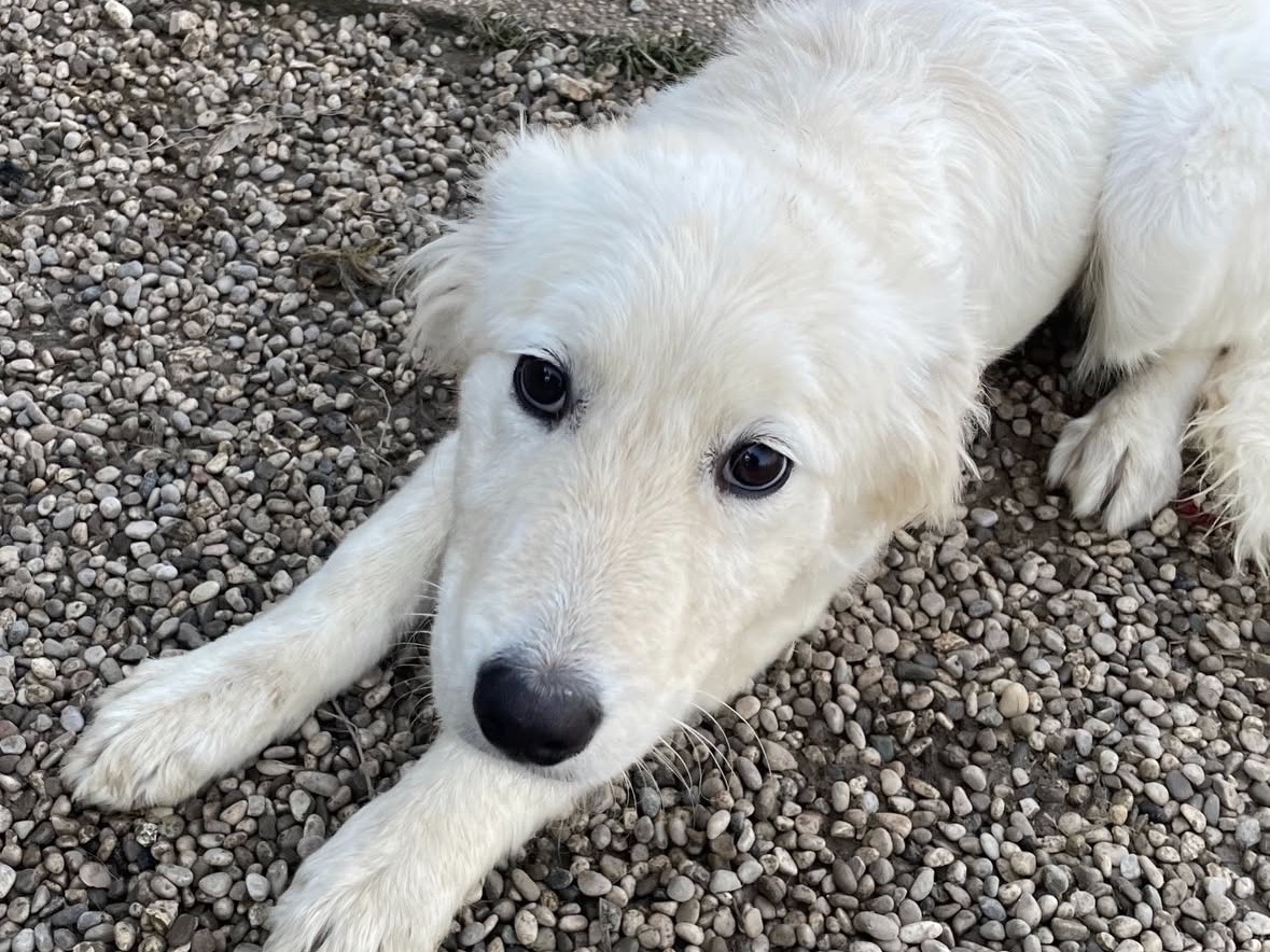 Vuoi adottare un cane a Treviso?