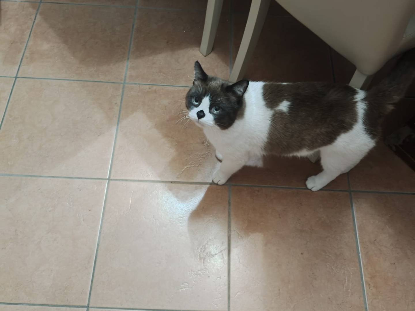 Adozione gatto, maschio, Siamese Razza sconosciuta, 5 anni e 2 mesi, taglia non valida, Barletta