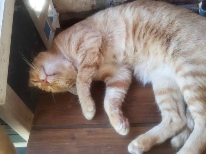 Adotta un gatto, femmina, 5 anni e 2 mesi, Pavia