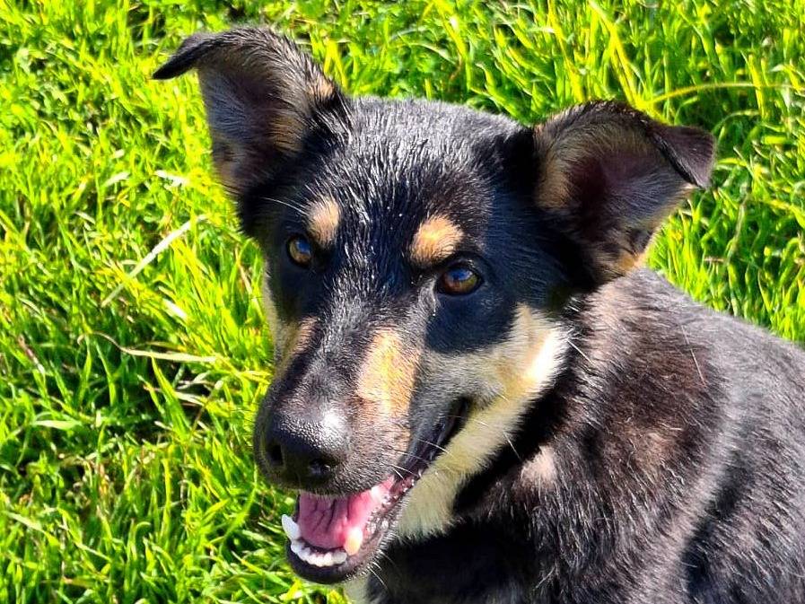 Adozione cane, femmina, Razza sconosciuta Razza sconosciuta, 8 mesi, taglia media contenuta, Crotone