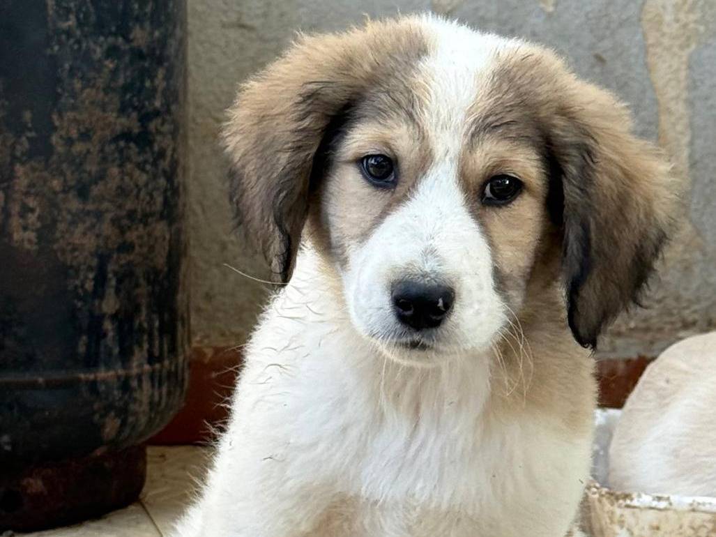 Adozione cane, maschio, Razza sconosciuta Razza sconosciuta, 3 mesi, taglia media, Trapani