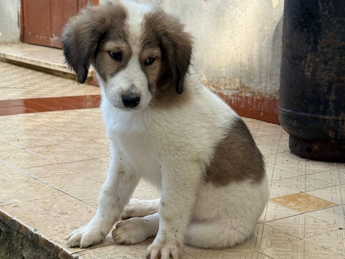 Adotta un cane, maschio, 3 mesi, Trapani