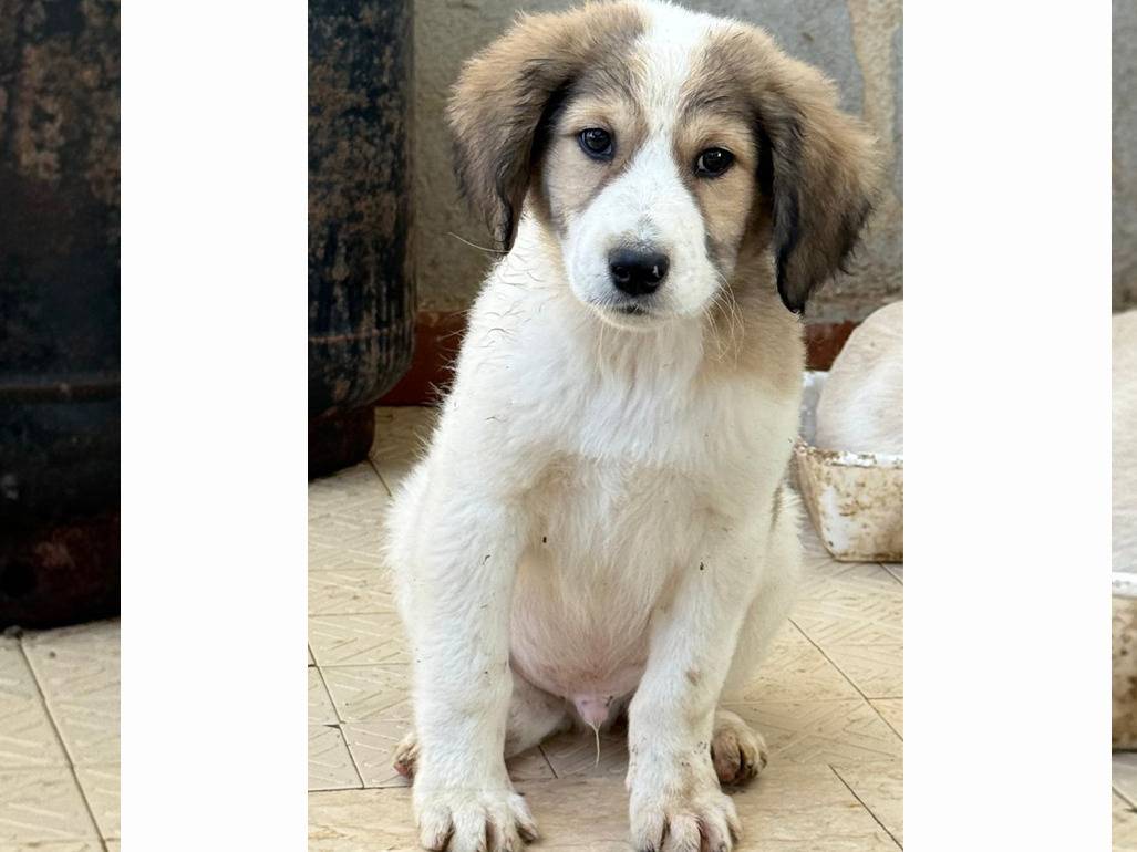 Adotta un cane, taglia media, maschio, Trapani