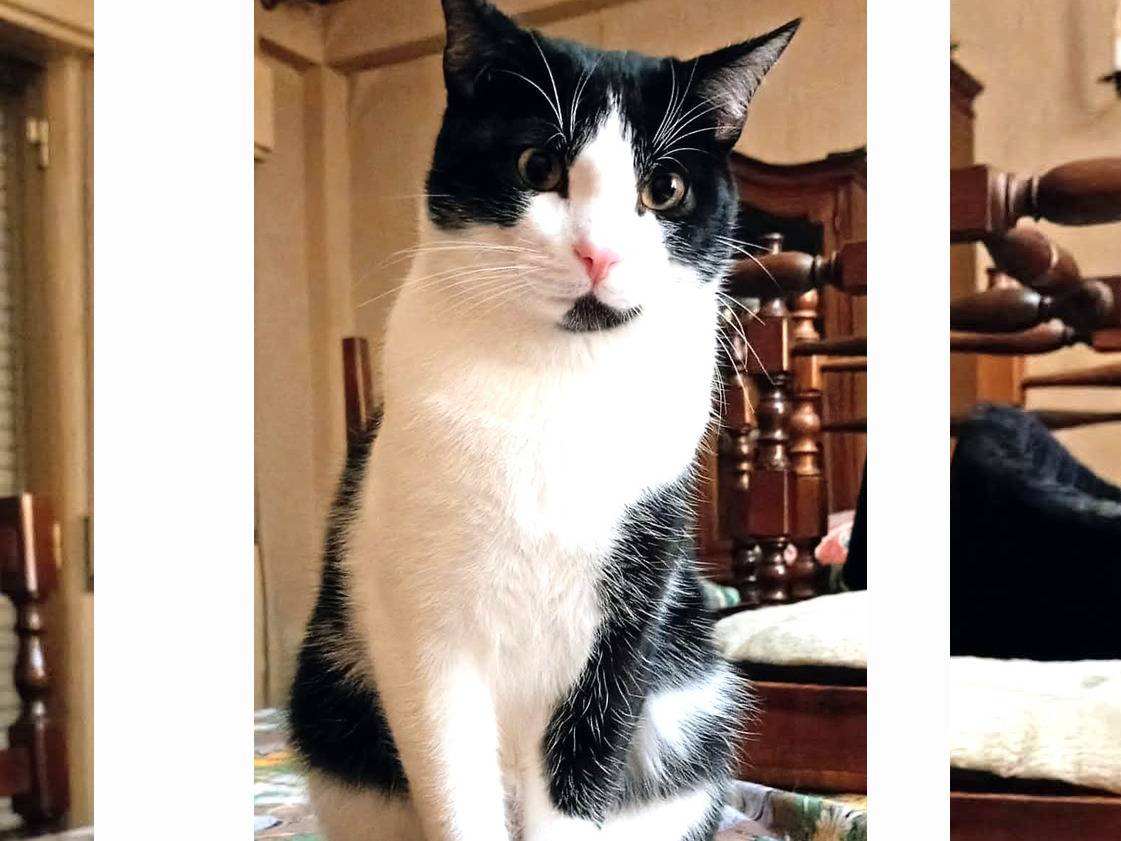 Vuoi adottare un gatto a Trapani?