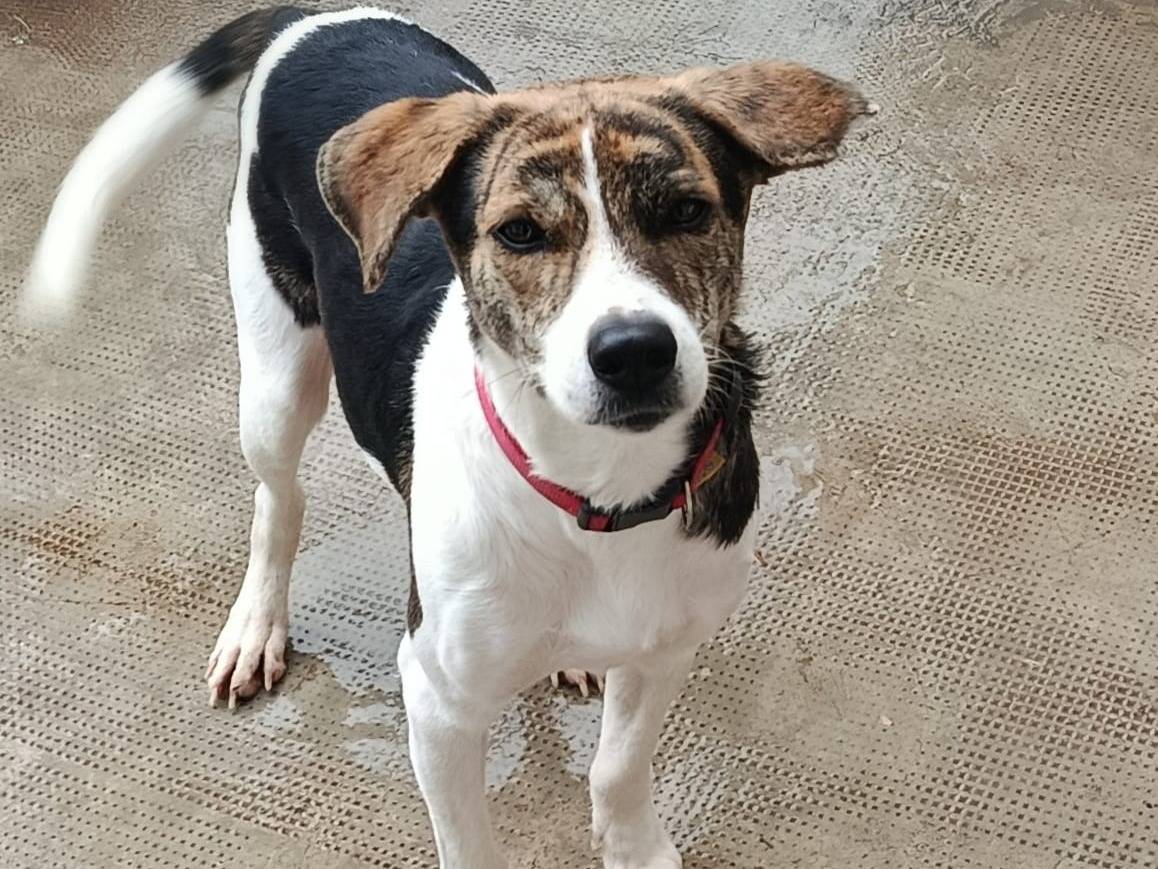 Adozione cane, maschio, Razza sconosciuta Razza sconosciuta, 1 anno e 7 mesi, taglia media, Agrigento