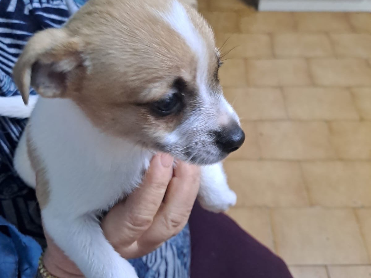 Adozione cane, femmina, Razza sconosciuta Razza sconosciuta, 2 mesi, taglia piccola, Brescia