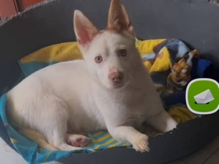 Adozione cane, maschio, Razza sconosciuta Razza sconosciuta, 9 mesi, taglia piccola, Caserta