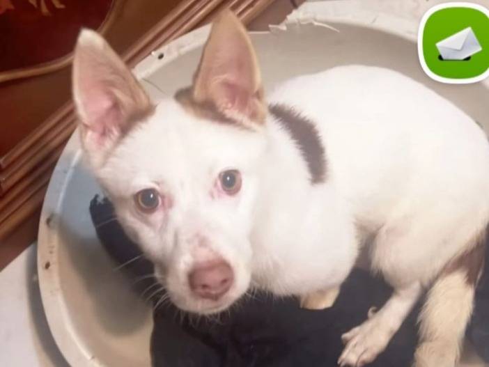 Adotta un cane, maschio, 9 mesi, Caserta