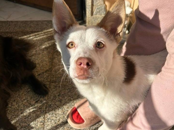 Adotta un cane, taglia piccola, maschio, Caserta