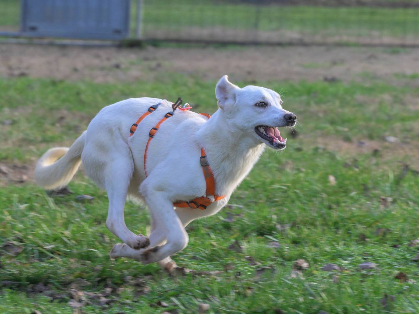 Adozione cane, femmina, Razza sconosciuta Razza sconosciuta, 10 mesi, taglia media contenuta, Milano