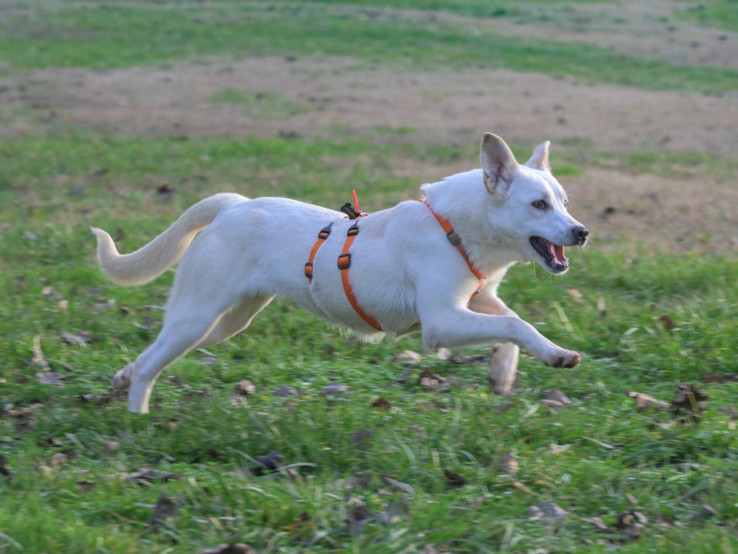 Adotta un cane, femmina, 10 mesi, Milano