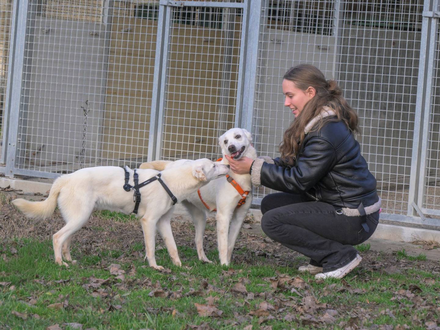 Adotta un cane, taglia media contenuta, femmina, Milano