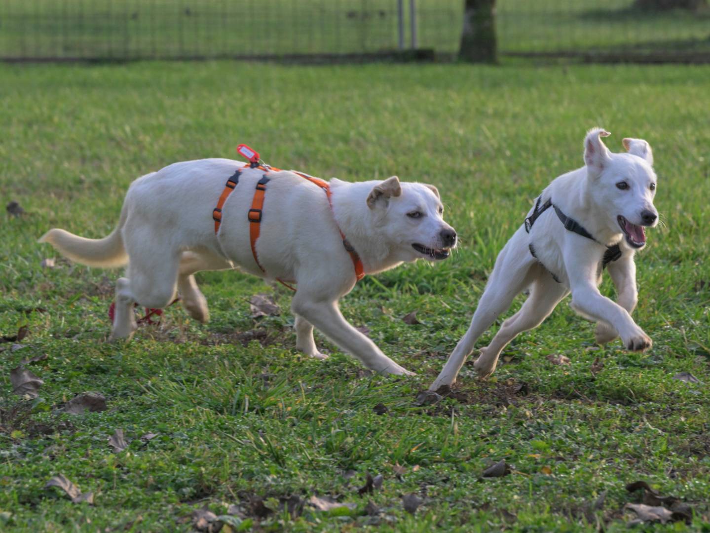 Vuoi adottare un cane a Milano?