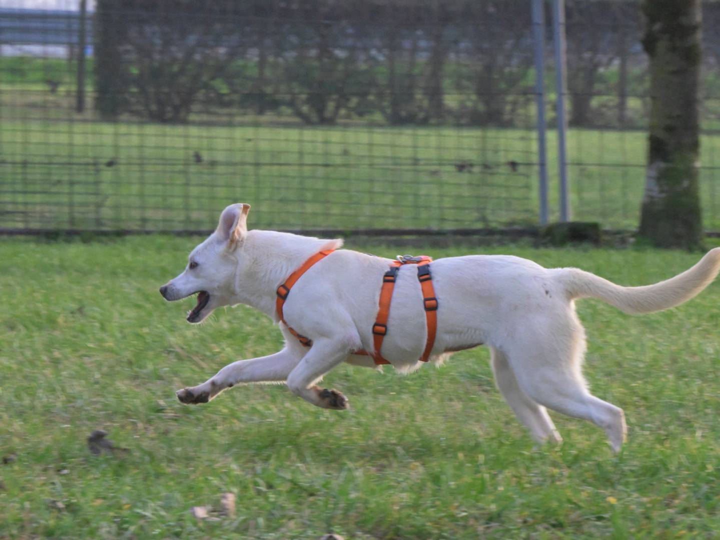 Adotta il cane CHERRY a Milano