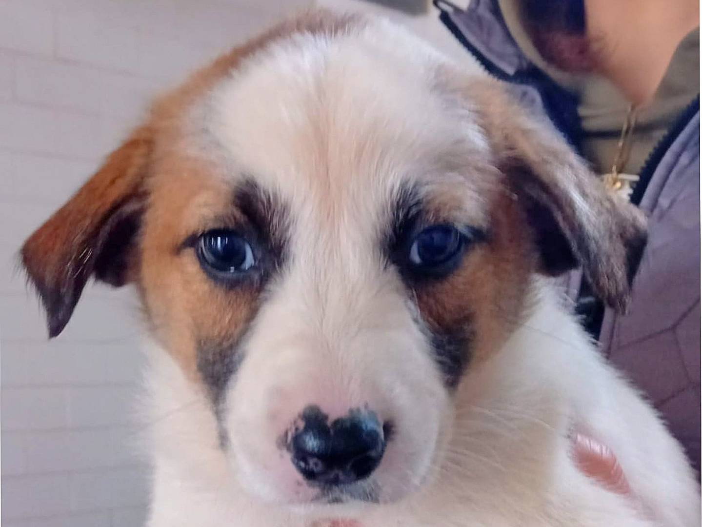 Adozione cane, femmina, Razza sconosciuta Razza sconosciuta, 1 settimana, taglia media, Caltanissetta