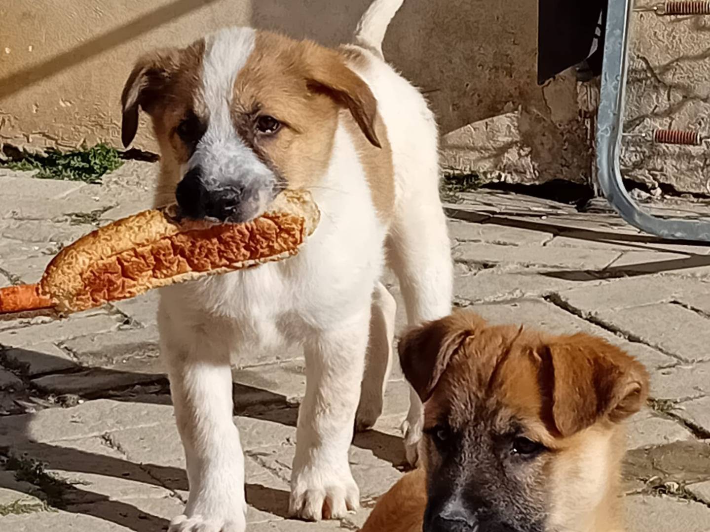 Adotta un cane, femmina, 1 settimana, Caltanissetta
