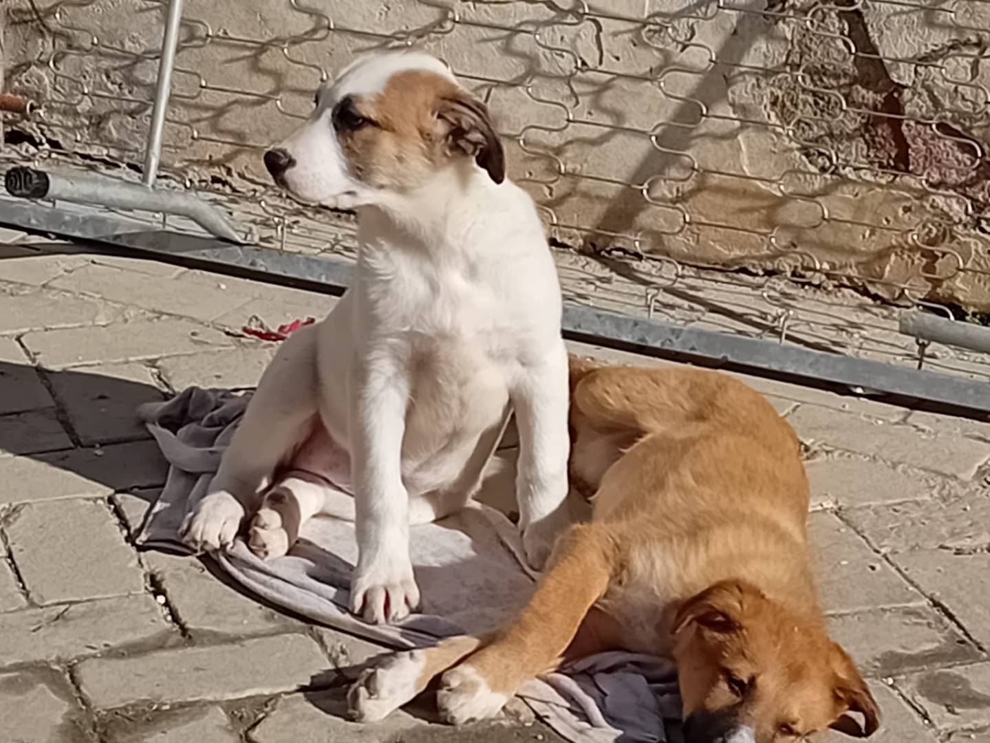 Adotta un cane, taglia media, femmina, Caltanissetta