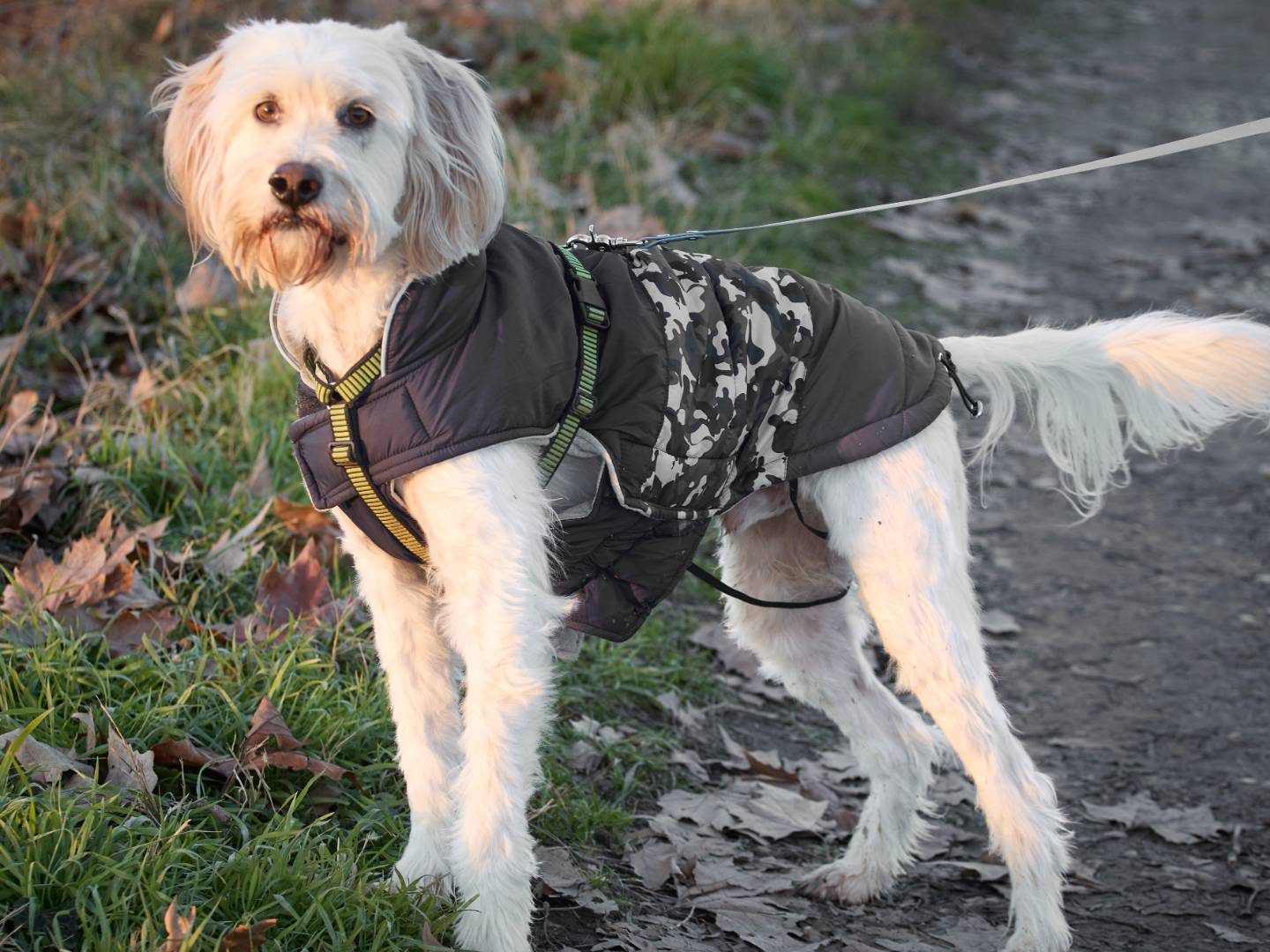 Adozione cane, maschio, Spinone Setter Inglese, 5 anni e 2 mesi, taglia media contenuta, Milano