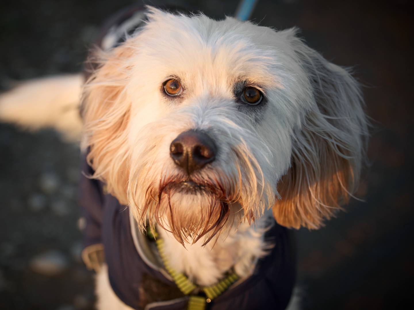 Adotta un cane, maschio, 5 anni e 2 mesi, Milano