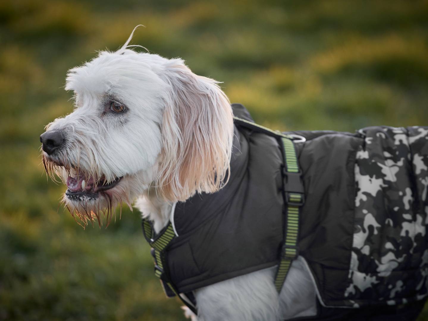 Adotta un cane, taglia media contenuta, maschio, Milano