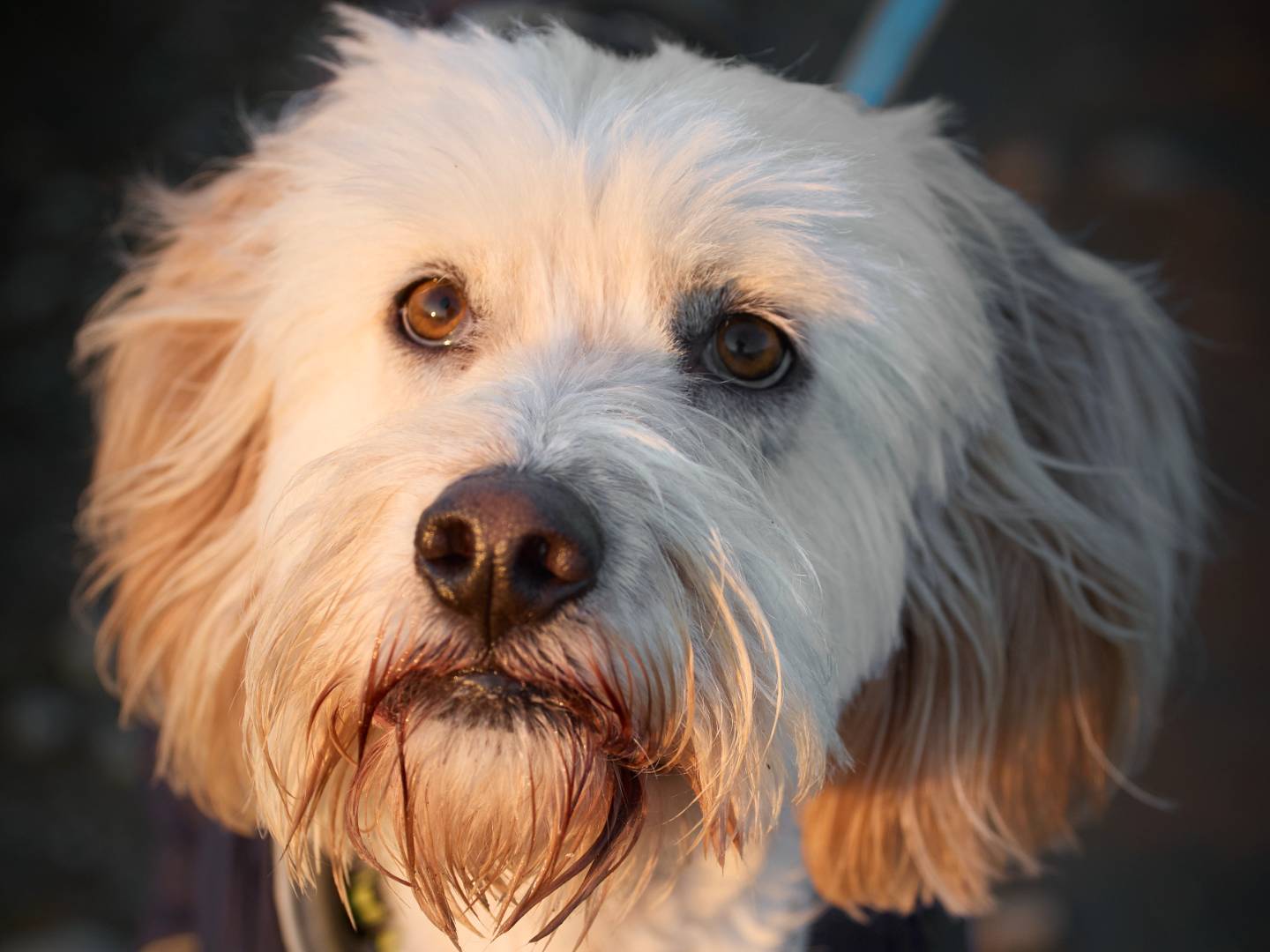 Vuoi adottare un cane a Milano?