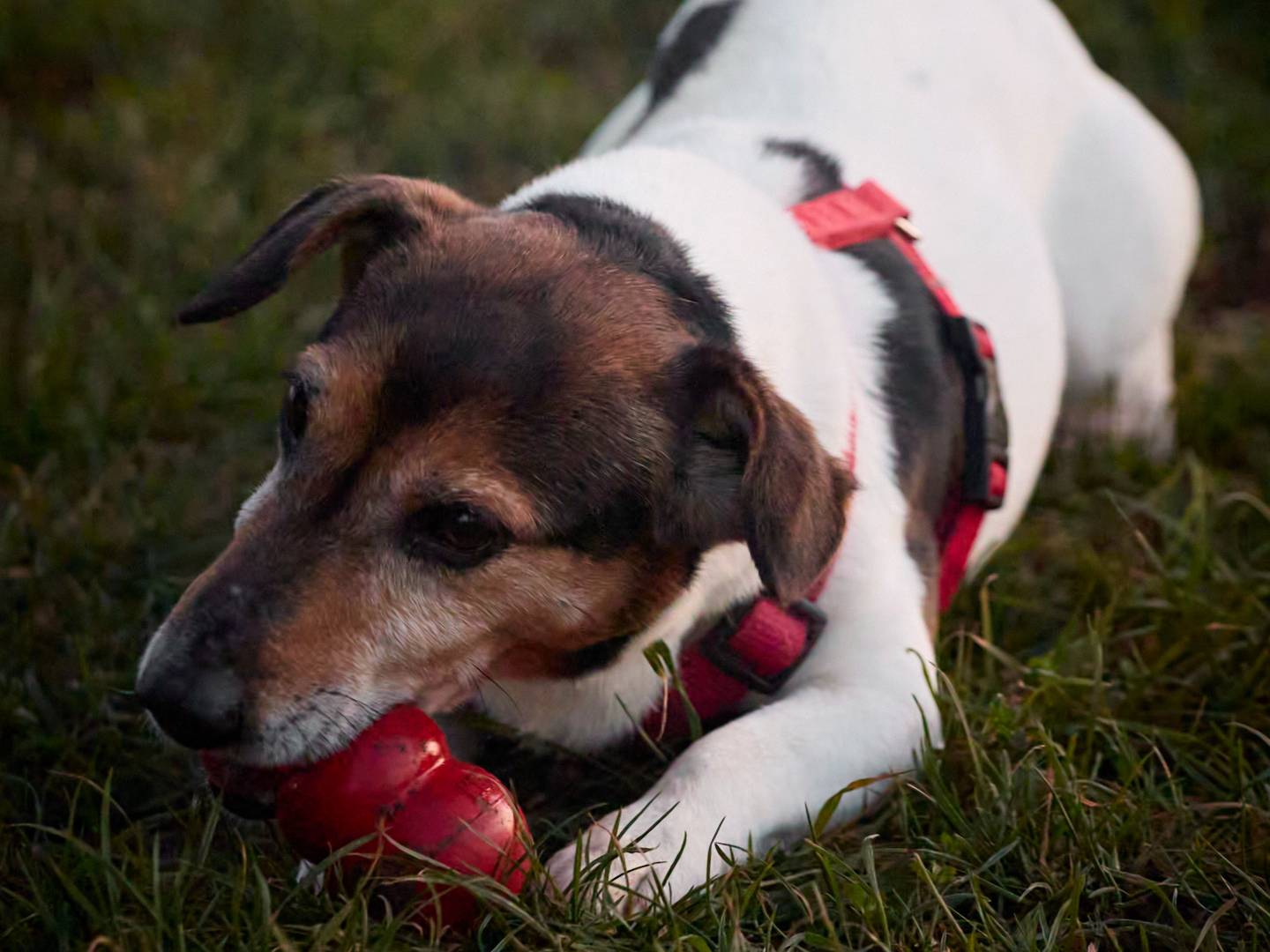 Adotta un cane, maschio, 10 anni e 10 mesi, Milano