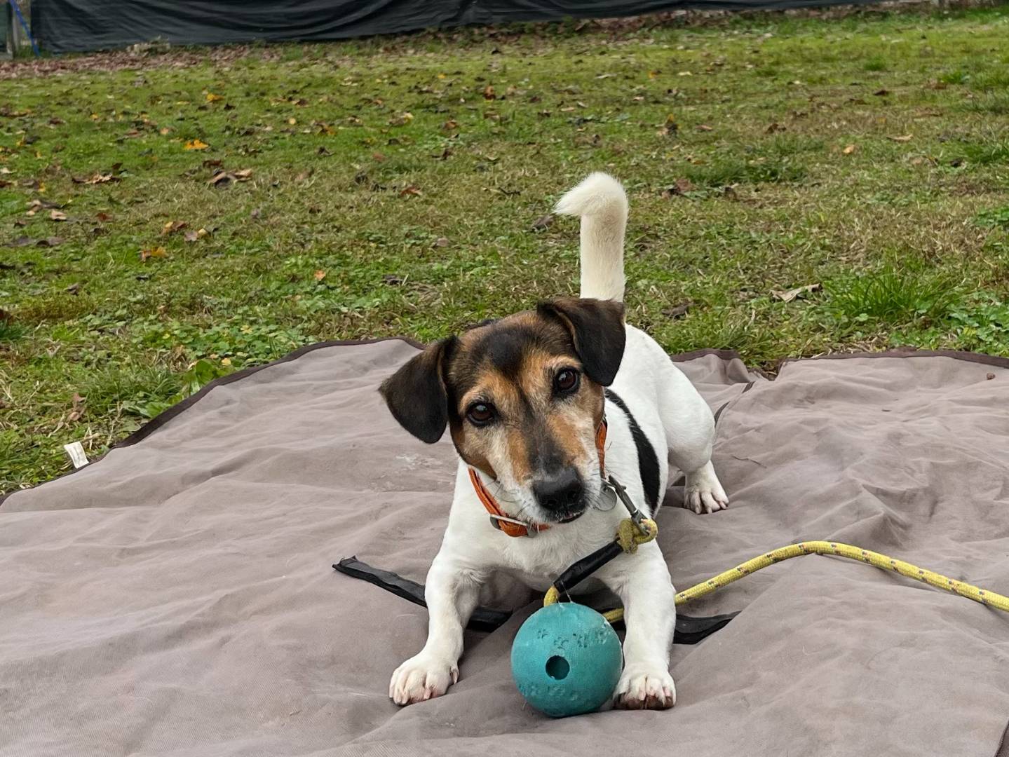 Vuoi adottare un cane a Milano?