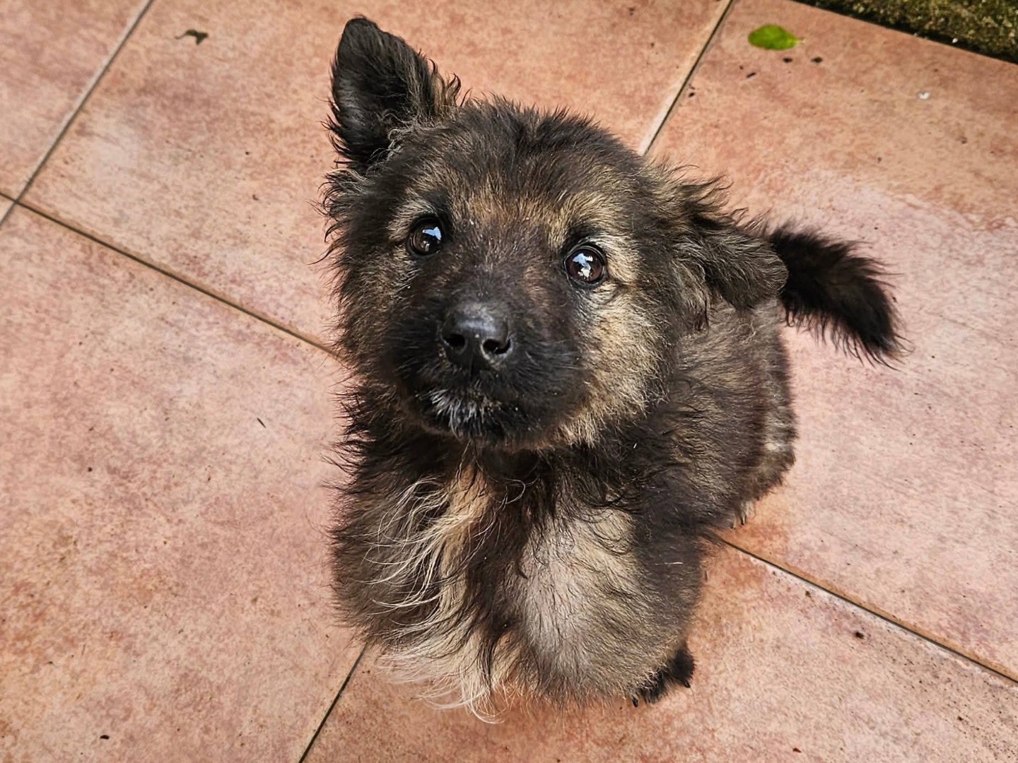Adozione cane, maschio, Razza sconosciuta Razza sconosciuta, 2 mesi, taglia media, Alessandria