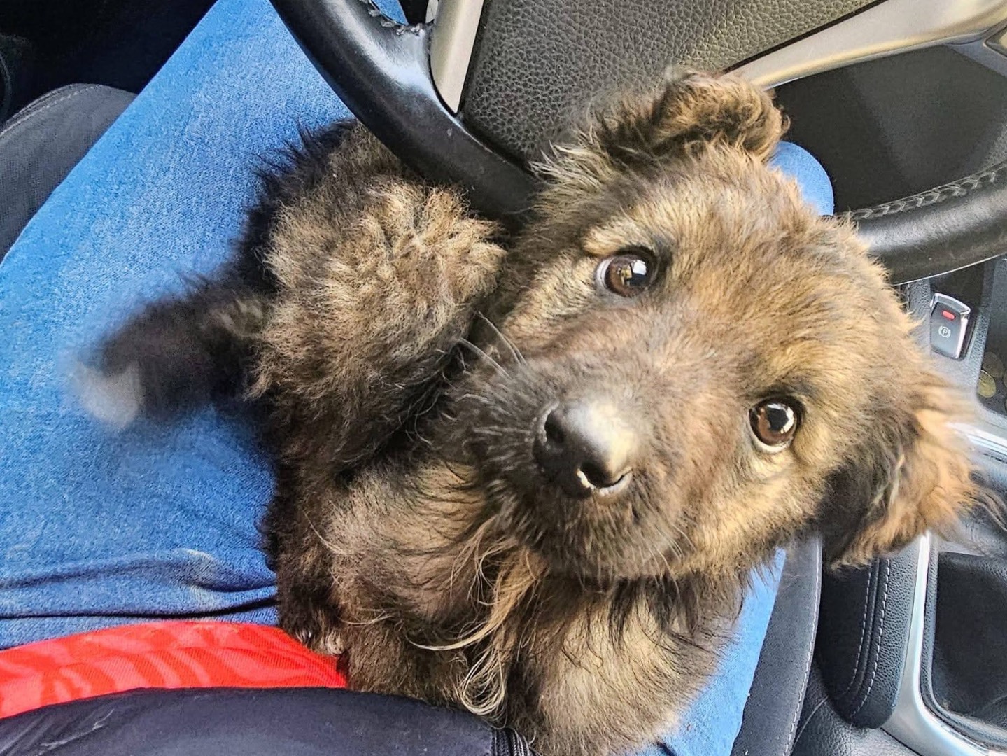 Adotta un cane, taglia media, maschio, Alessandria