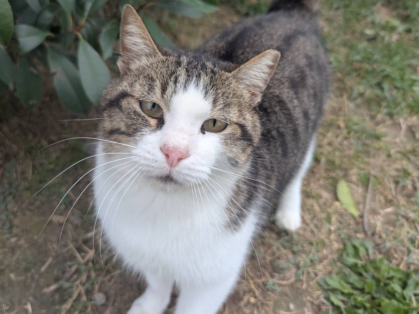 Adozione gatto, femmina, Razza sconosciuta Razza sconosciuta, 3 anni, taglia non valida, Pisa