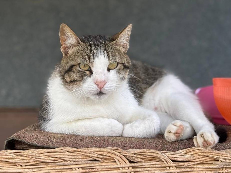 Adotta un gatto, taglia non valida, femmina, Pisa