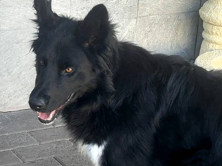 Adotta un cane, taglia media, maschio, Milano