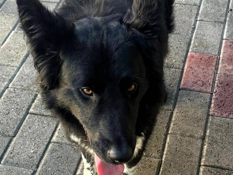 Adotta il cane NICHOLAS a Milano