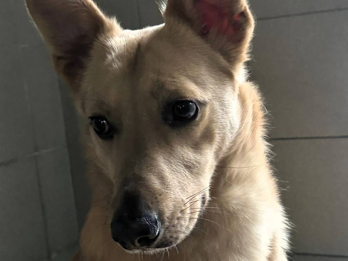 Adozione cane, maschio, Razza sconosciuta Razza sconosciuta, 2 anni e 2 mesi, taglia media, Milano