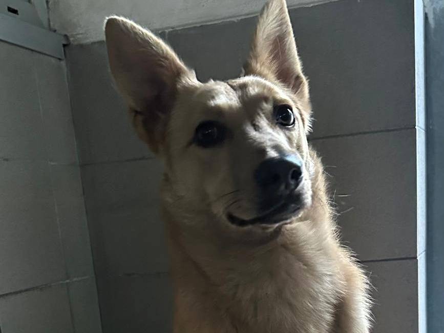 Adotta un cane, maschio, 2 anni e 2 mesi, Milano