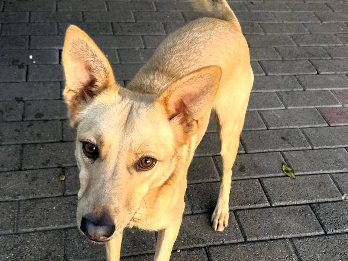 Adotta il cane MANUEL a Milano