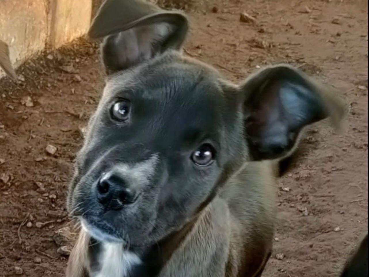 Adozione cane, femmina, Pitbull Razza sconosciuta, 4 mesi, taglia media contenuta, Bari