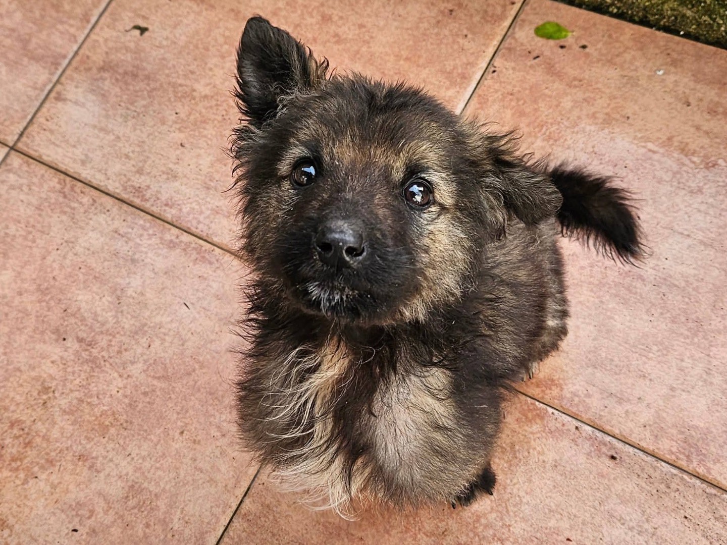 Adozione cane, maschio, Razza sconosciuta Razza sconosciuta, 2 mesi, taglia media, Bergamo
