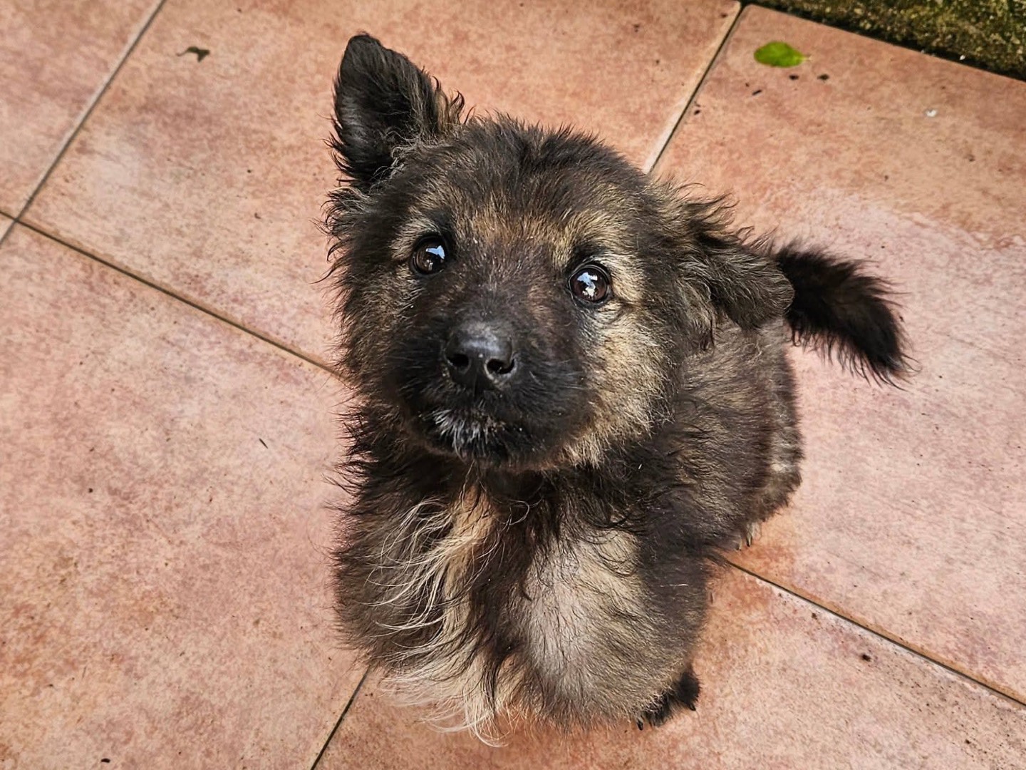 Adozione cane, maschio, Razza sconosciuta Razza sconosciuta, 2 mesi, taglia media, Biella