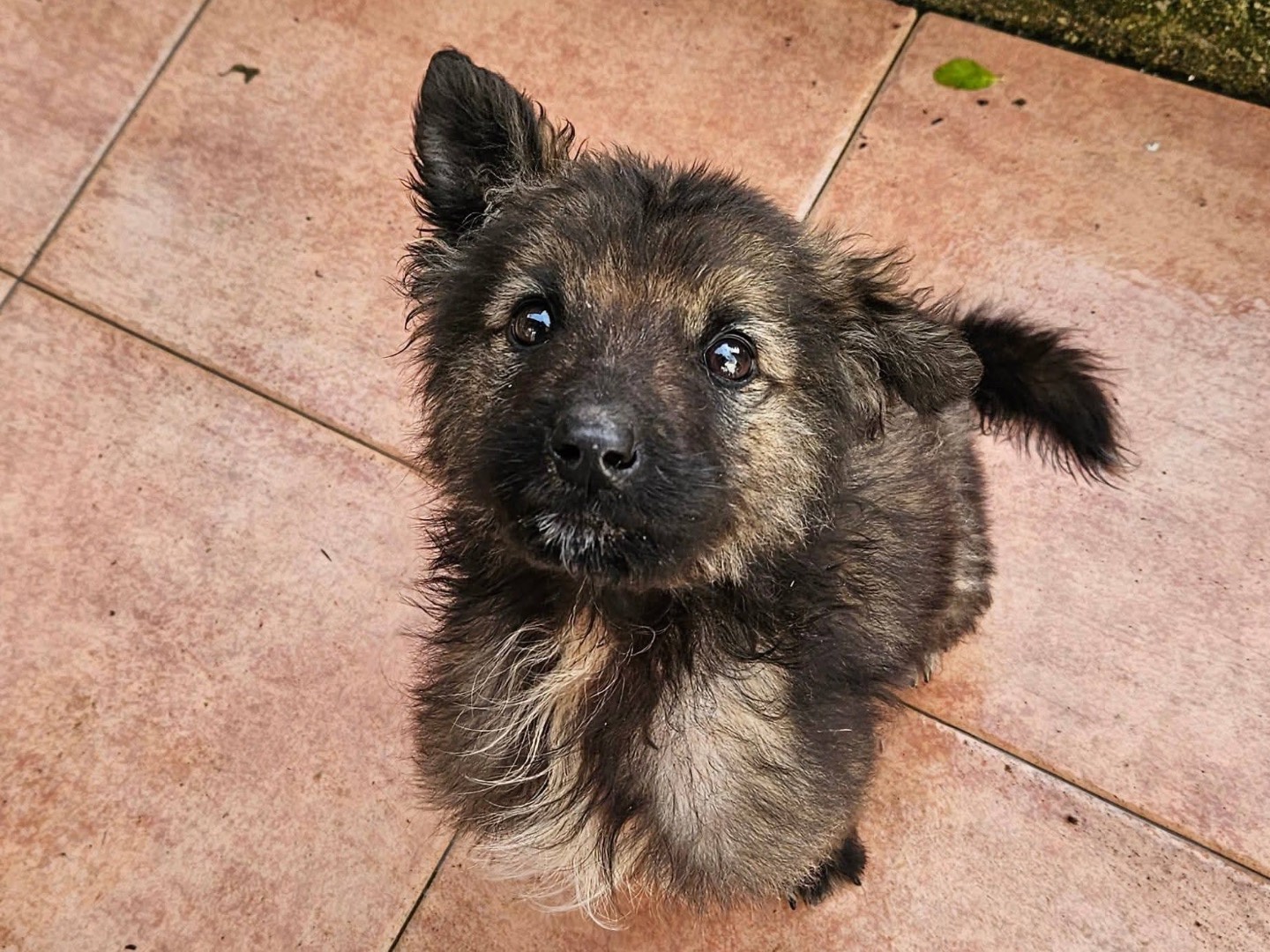 Adozione cane, maschio, Razza sconosciuta Razza sconosciuta, 2 mesi, taglia media, Bologna