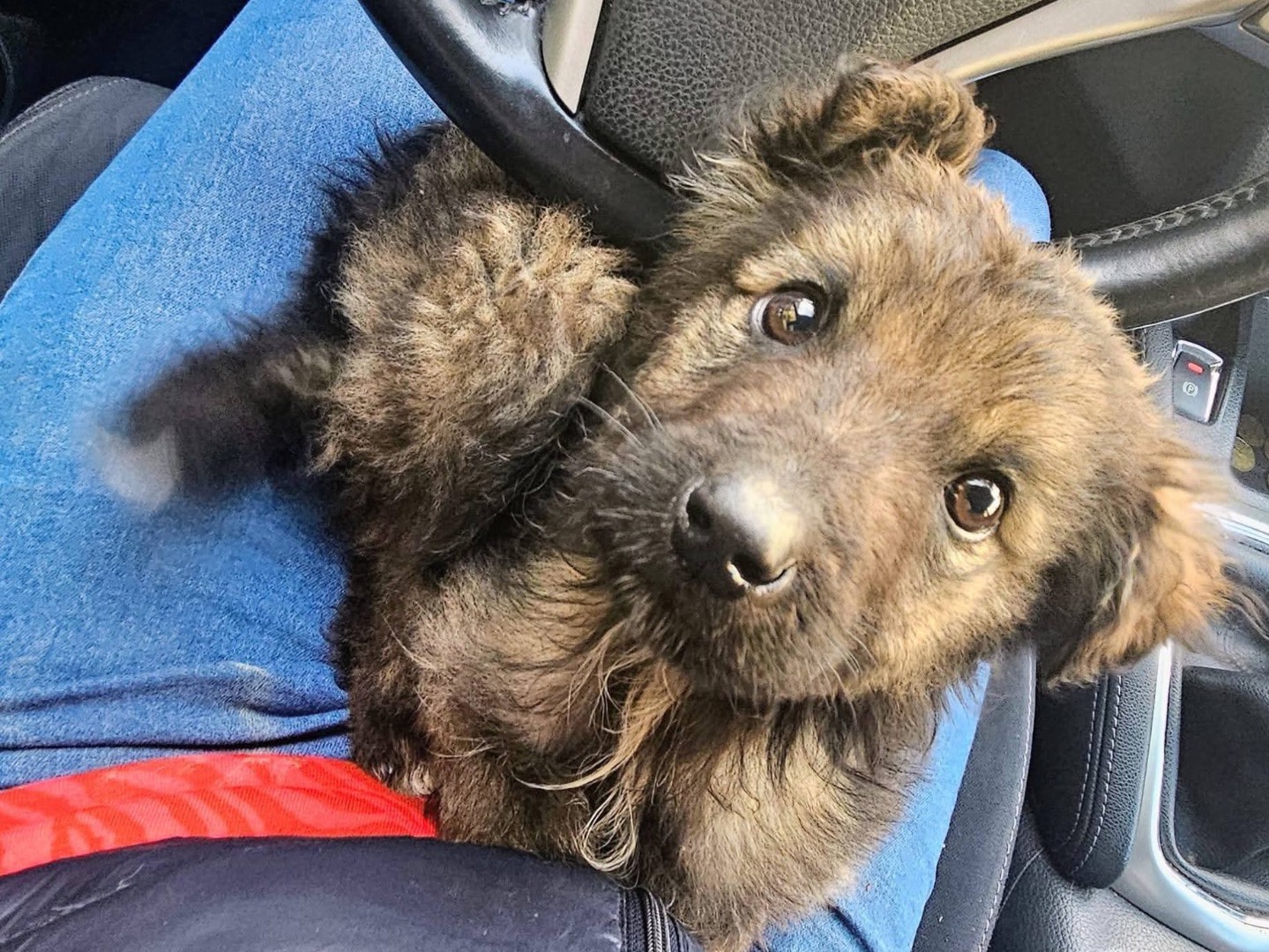 Adotta un cane, taglia media, maschio, Bologna