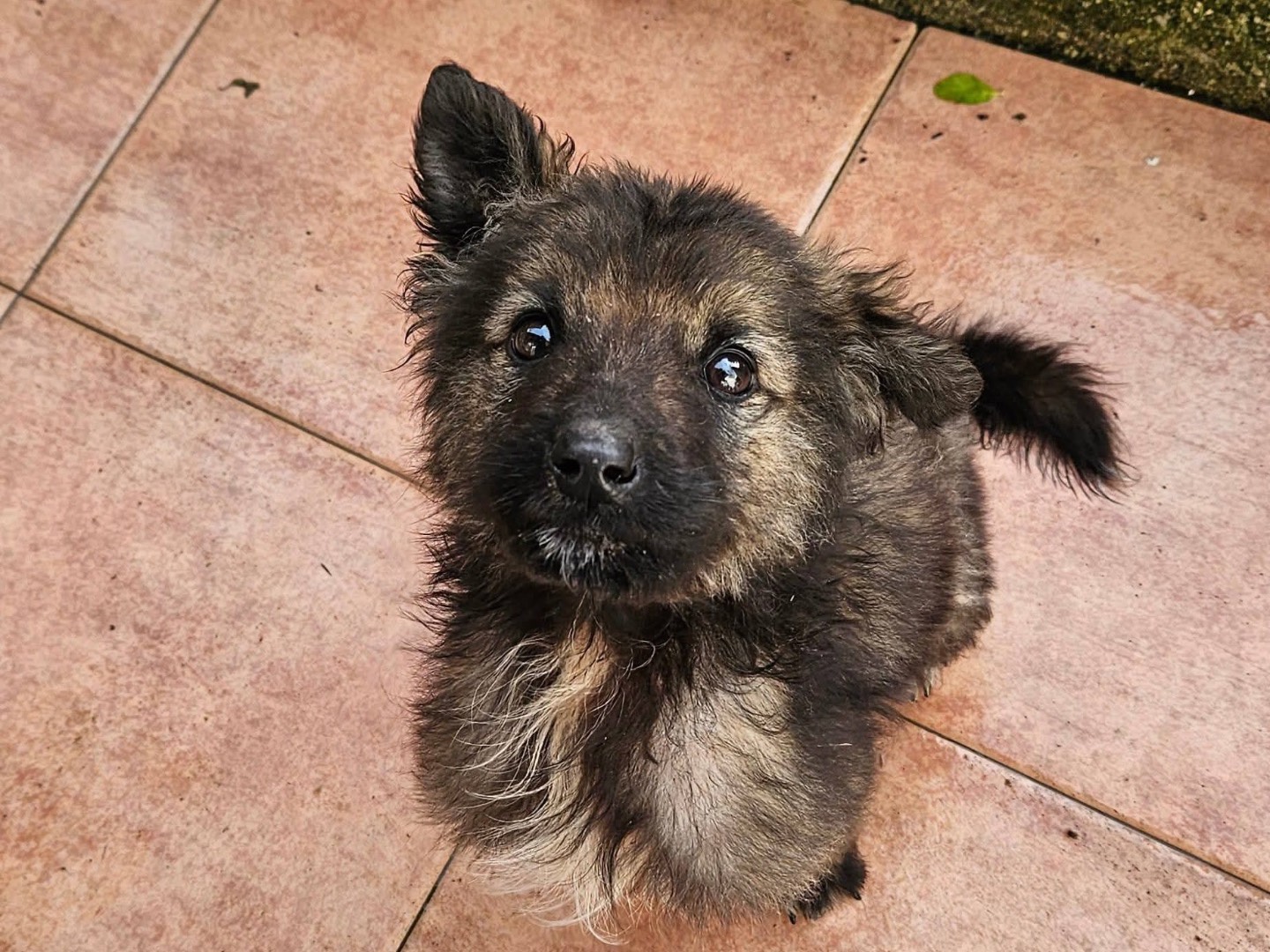 Adozione cane, maschio, Razza sconosciuta Razza sconosciuta, 2 mesi, taglia media, Bolzano