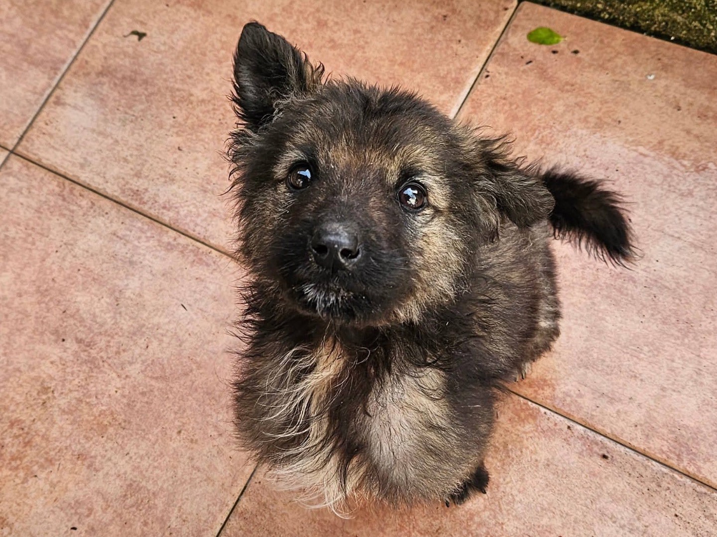 Adozione cane, maschio, Razza sconosciuta Razza sconosciuta, 2 mesi, taglia media, Ferrara