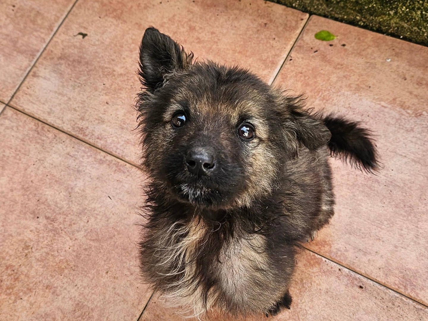 Adozione cane, maschio, Razza sconosciuta Razza sconosciuta, 2 mesi, taglia media, Milano