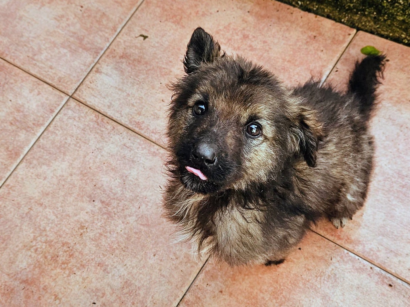 Adotta un cane, maschio, 2 mesi, Mantova