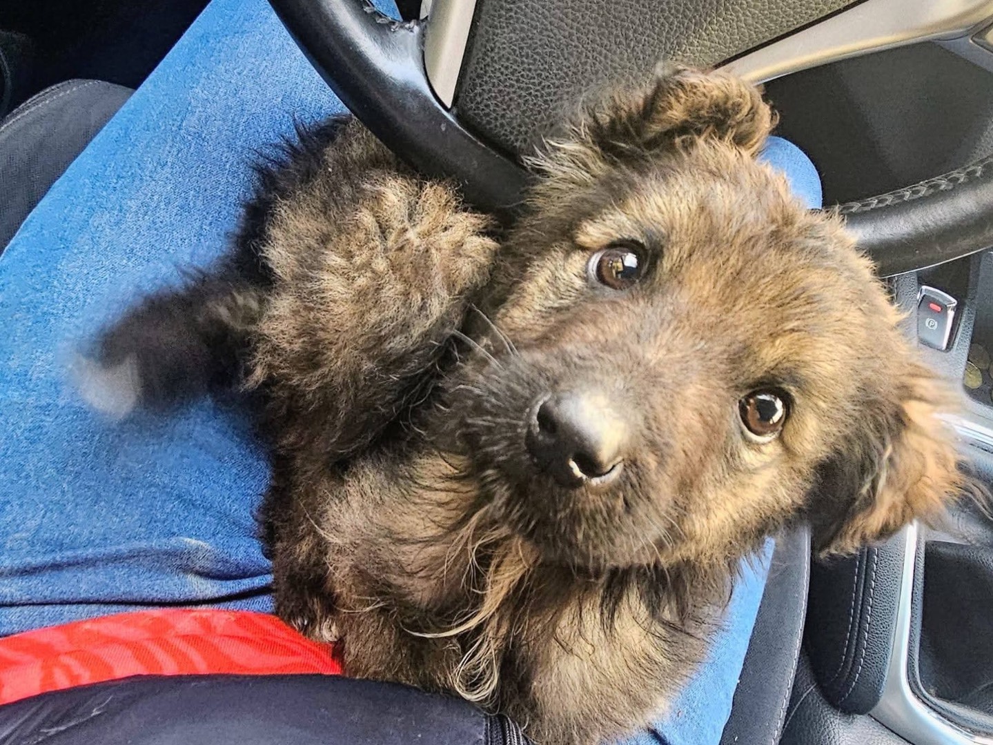 Adotta un cane, taglia media, maschio, Mantova