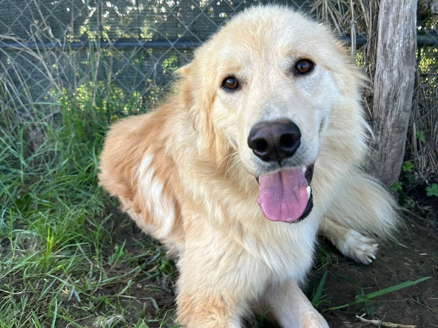 Adozione cane, maschio, Razza sconosciuta Razza sconosciuta, 3 anni e 11 mesi, taglia media, Latina