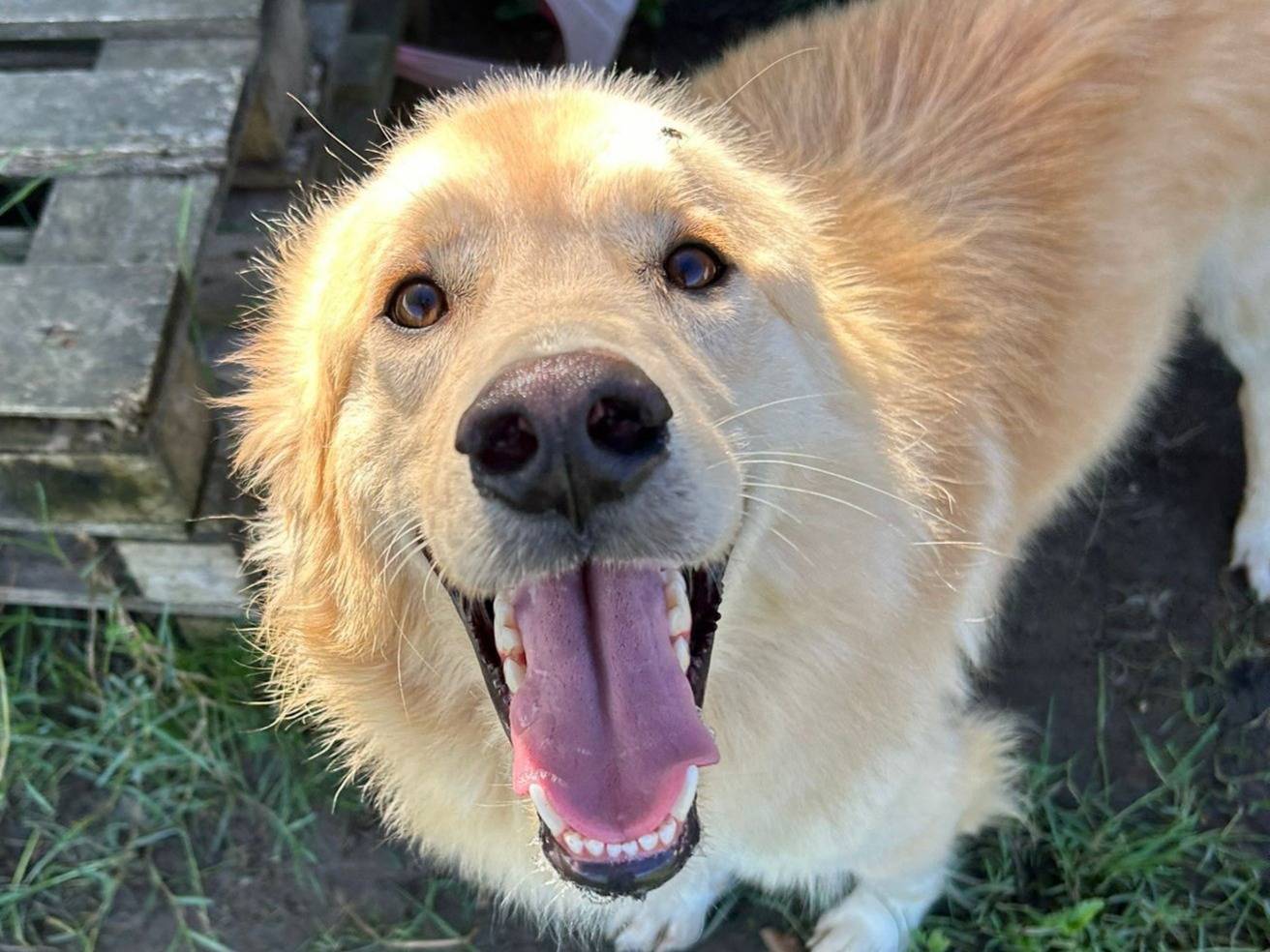 Adotta un cane, maschio, 3 anni e 11 mesi, Latina