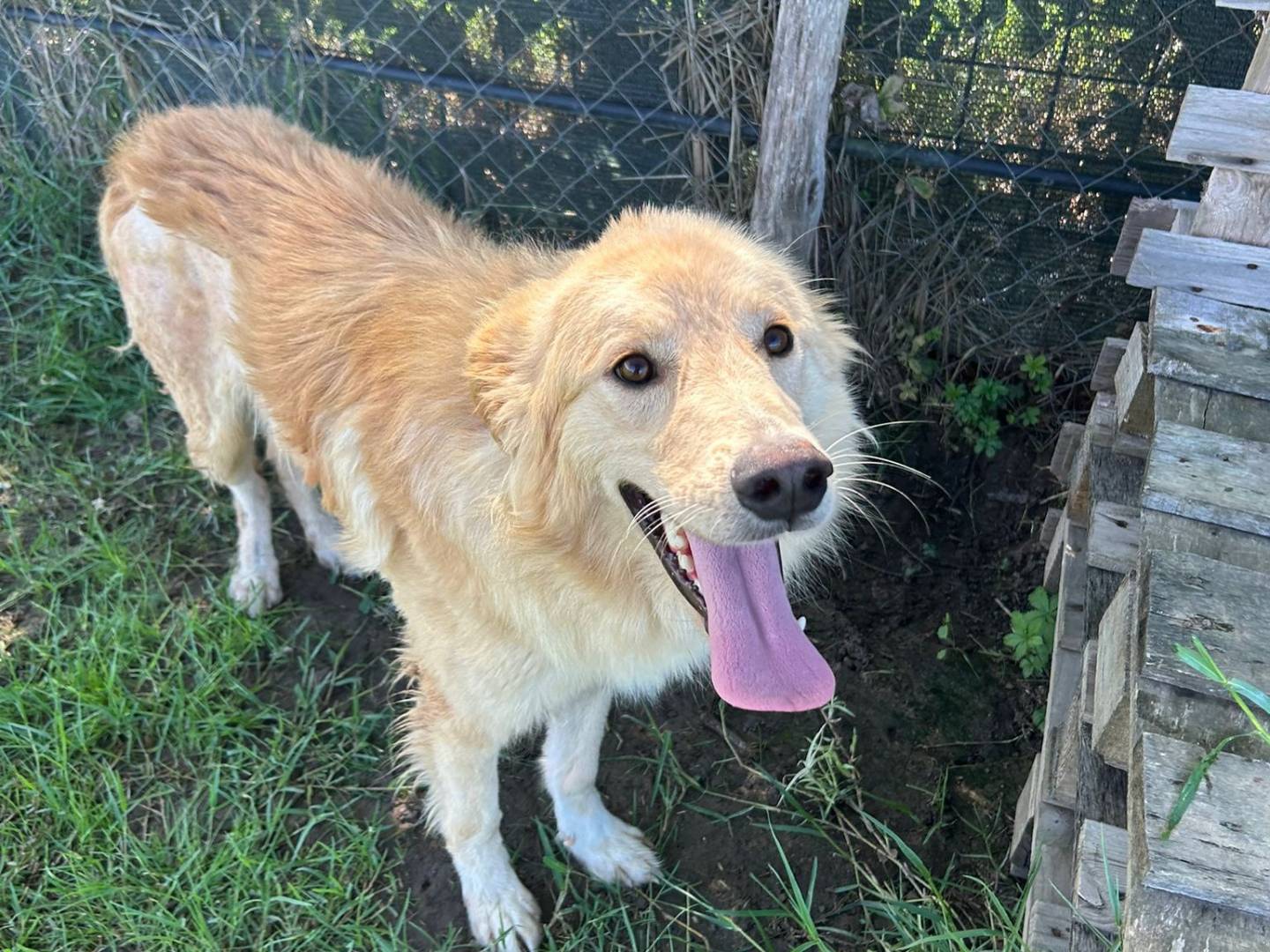 Vuoi adottare un cane a Latina?