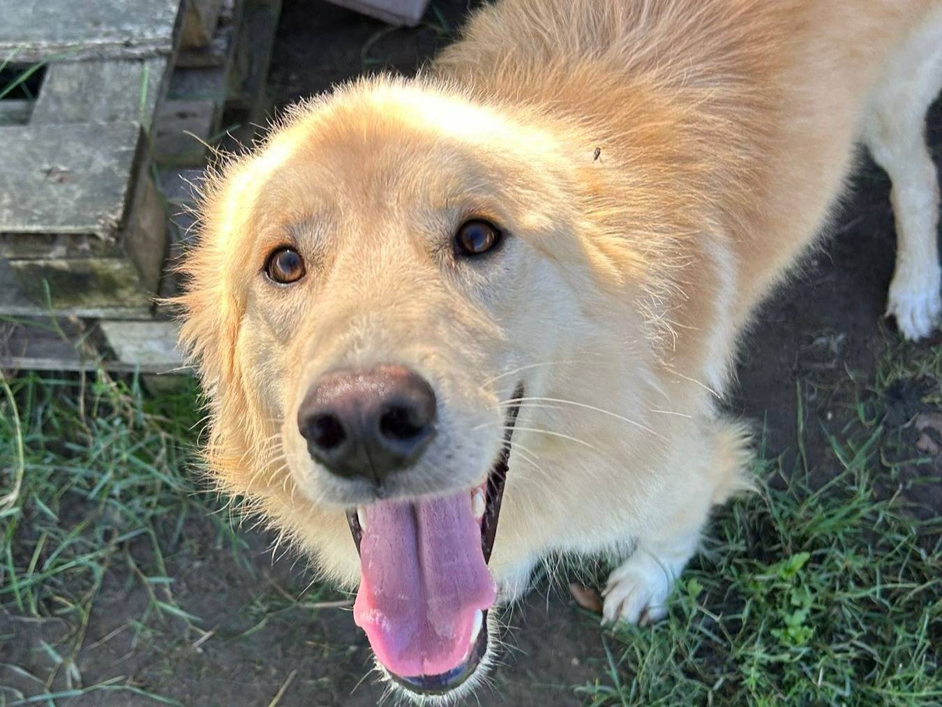 Adotta il cane Flipper  a Latina